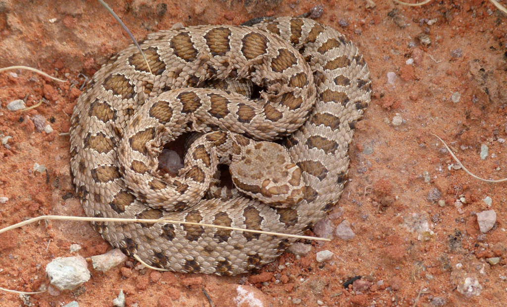 Rattlesnake -- actually tiny in size