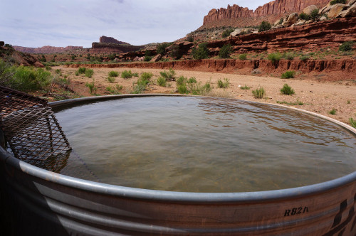 Colt Mesa Water